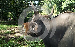 javanese bull in the zoo photo