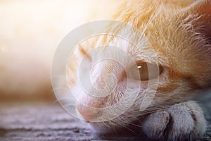 a Javanese cat, as Indonesians call it. photo