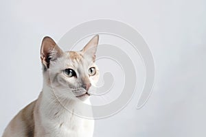 Javanese Cat On White Backgroundcopy Space. Generative AI