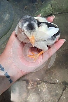 Javanese chicks