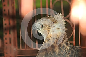 Javanese eagle.This animal is considered synonymous with the national symbol of the Republic of Indonesia, namely Garuda