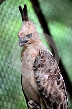 Javanese eagles