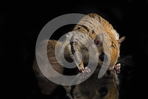 The Javanese flying squirrel Iomys horsfieldii is a species of rodent in the family Sciuridae.