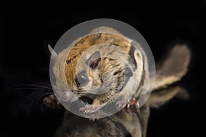 The Javanese flying squirrel Iomys horsfieldii is a species of rodent in the family Sciuridae.