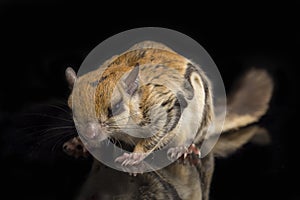 The Javanese flying squirrel Iomys horsfieldii is a species of rodent in the family Sciuridae.