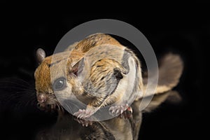 The Javanese flying squirrel Iomys horsfieldii is a species of rodent in the family Sciuridae.