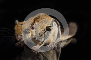 The Javanese flying squirrel Iomys horsfieldii is a species of rodent in the family Sciuridae.