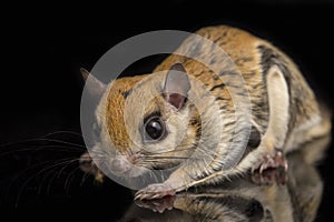 The Javanese flying squirrel Iomys horsfieldii is a species of rodent in the family Sciuridae.