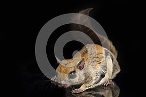 The Javanese flying squirrel Iomys horsfieldii is a species of rodent in the family Sciuridae.