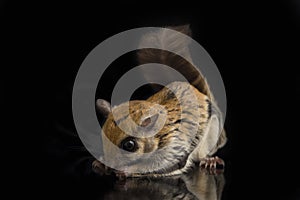 The Javanese flying squirrel Iomys horsfieldii is a species of rodent in the family Sciuridae.