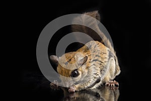 The Javanese flying squirrel Iomys horsfieldii is a species of rodent in the family Sciuridae.