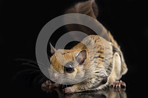 The Javanese flying squirrel Iomys horsfieldii is a species of rodent in the family Sciuridae.