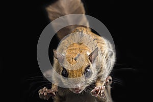 The Javanese flying squirrel Iomys horsfieldii is a species of rodent in the family Sciuridae.