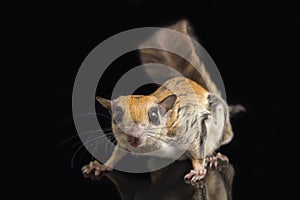 The Javanese flying squirrel Iomys horsfieldii is a species of rodent in the family Sciuridae.