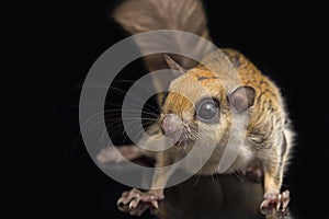 The Javanese flying squirrel Iomys horsfieldii is a species of rodent in the family Sciuridae.