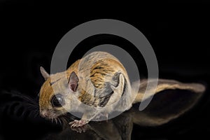 The Javanese flying squirrel Iomys horsfieldii is a species of rodent in the family Sciuridae.