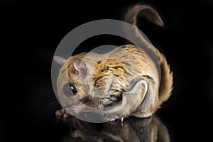 The Javanese flying squirrel Iomys horsfieldii is a species of rodent in the family Sciuridae.