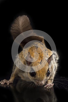 The Javanese flying squirrel Iomys horsfieldii is a species of rodent in the family Sciuridae.