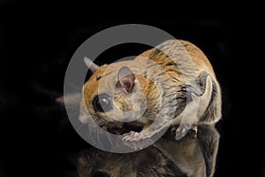 The Javanese flying squirrel Iomys horsfieldii is a species of rodent in the family Sciuridae.