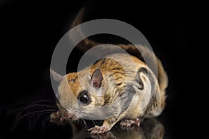 The Javanese flying squirrel Iomys horsfieldii is a species of rodent in the family Sciuridae.