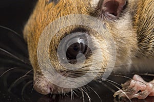 The Javanese flying squirrel Iomys horsfieldii is a species of rodent in the family Sciuridae.