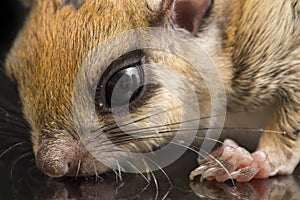 The Javanese flying squirrel Iomys horsfieldii is a species of rodent in the family Sciuridae.