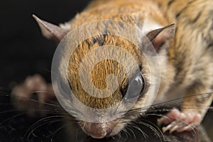 The Javanese flying squirrel Iomys horsfieldii is a species of rodent in the family Sciuridae.