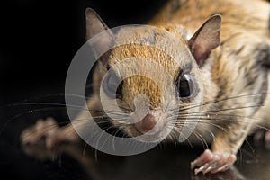 The Javanese flying squirrel Iomys horsfieldii is a species of rodent in the family Sciuridae.