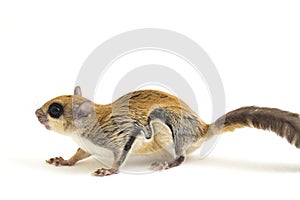 The Javanese flying squirrel Iomys horsfieldii is a species of rodent in the family Sciuridae. It is found in Indonesia, Malaysi