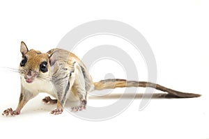 The Javanese flying squirrel Iomys horsfieldii is a species of rodent in the family Sciuridae. It is found in Indonesia, Malaysi