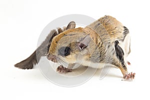 The Javanese flying squirrel Iomys horsfieldii is a species of rodent in the family Sciuridae. It is found in Indonesia, Malaysi