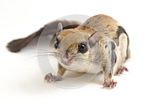 The Javanese flying squirrel Iomys horsfieldii is a species of rodent in the family Sciuridae. It is found in Indonesia, Malaysi