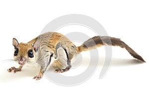 The Javanese flying squirrel Iomys horsfieldii is a species of rodent in the family Sciuridae. It is found in Indonesia, Malaysi