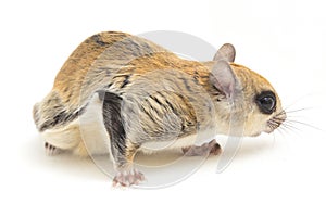 The Javanese flying squirrel Iomys horsfieldii is a species of rodent in the family Sciuridae. It is found in Indonesia, Malaysi