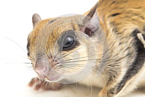 The Javanese flying squirrel Iomys horsfieldii is a species of rodent in the family Sciuridae. It is found in Indonesia, Malaysi