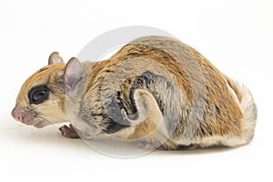 The Javanese flying squirrel Iomys horsfieldii is a species of rodent in the family Sciuridae. It is found in Indonesia, Malaysi