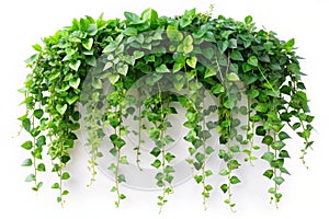 Javanese grape ivy leaves on white background photo