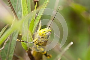 Javanese Grasshopper on a plant