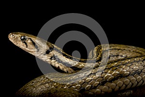 Javanese Keelback Water snake (Fowlea melanzosta)