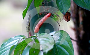 Javanese long pepper or cabe puyang. photo