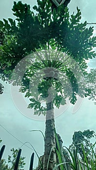 Javanese papaya tree