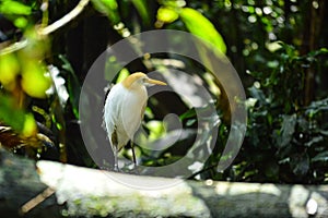 Javanese pond heron standing on big trunk