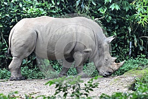 Javanese rhino photo