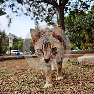 The javanese short hair cat walking around the yard