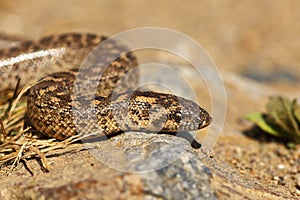 Javelin sand boa close-up, juvenile