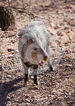 Javelina photo