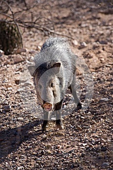 Javelina photo