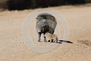 Javelina in Bosque del Apache National Wildlife Refuge, New Mexico photo