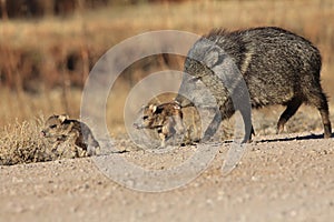 Javelina in Bosque del Apache National Wildlife Refuge, New Mexico,USA