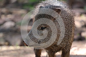 Javelina or collard peccary (Pecari tajacu)